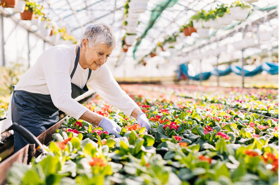 Senior woman working in the flower nursery.